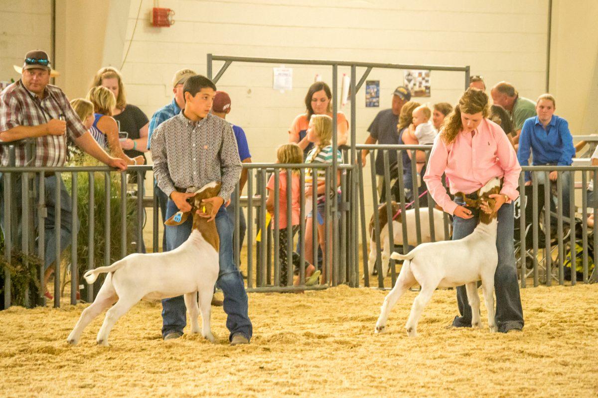 4-H+students+show+off+their+goats+at+the+fair.+Photo+by+Dustin+Cox.